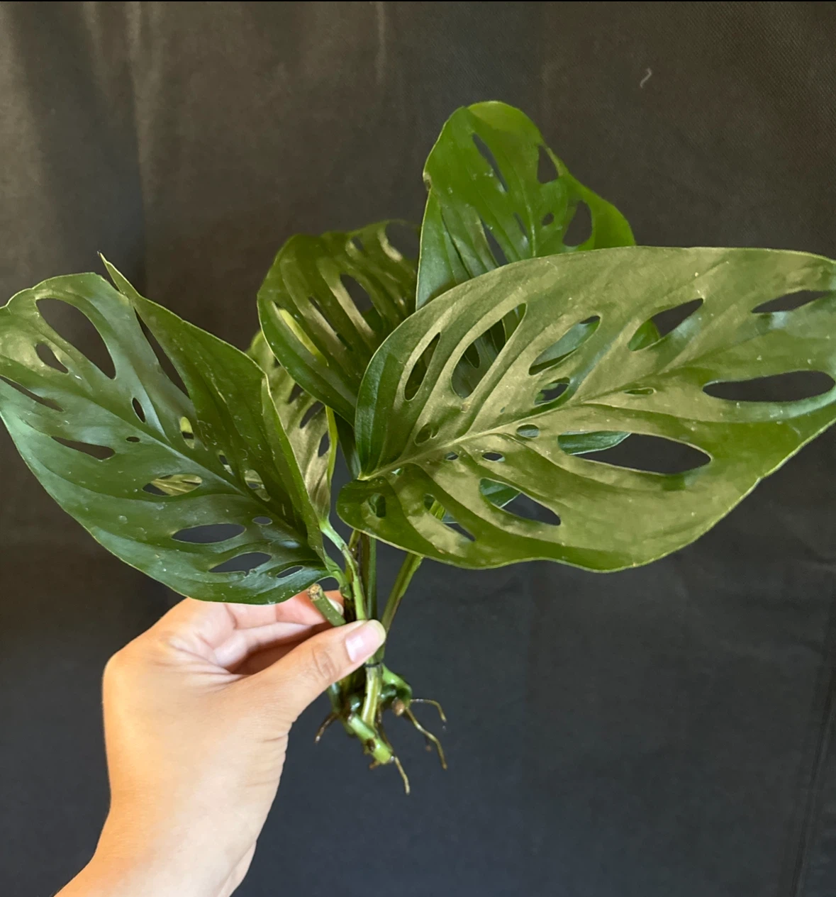 Monstera Adansonii cuttings - photo 2