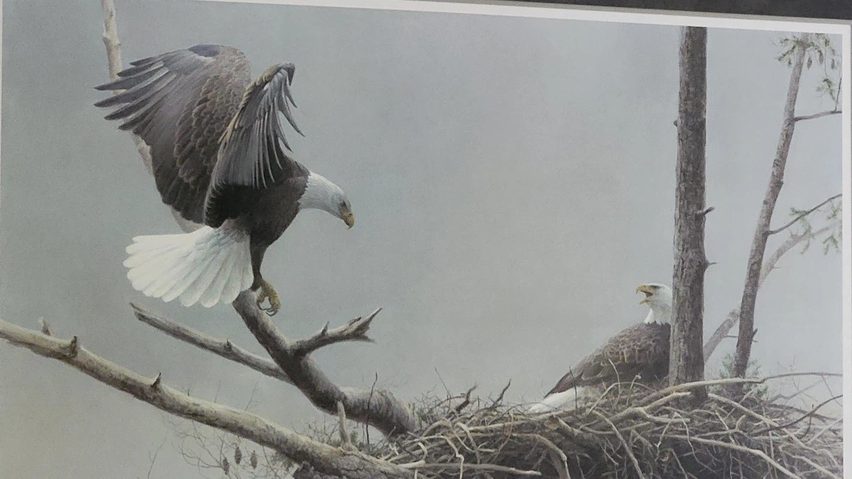 Robert Bateman Bald Eagle Art Print in Frame