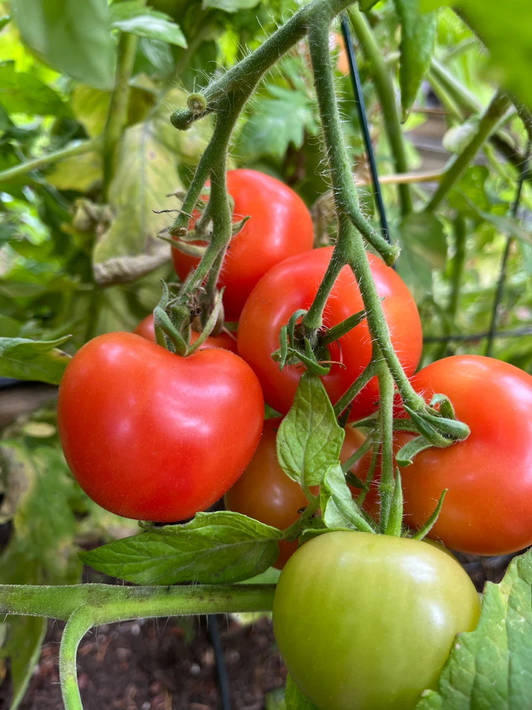 Fresh Garden Tomatoes