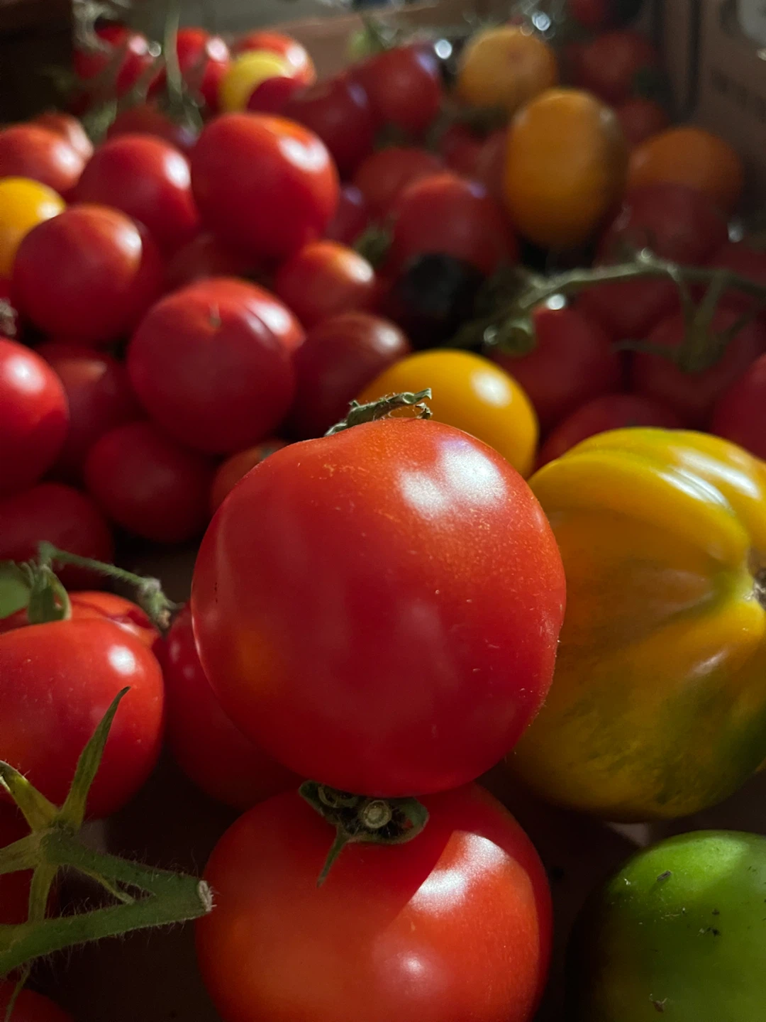Fresh Garden Tomatoes - photo 2