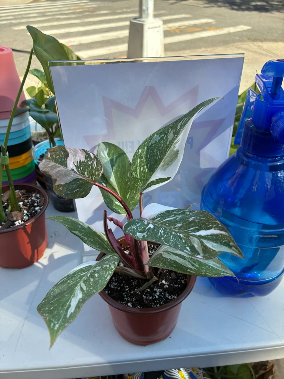 Philodendron Pink White Princess Houseplant