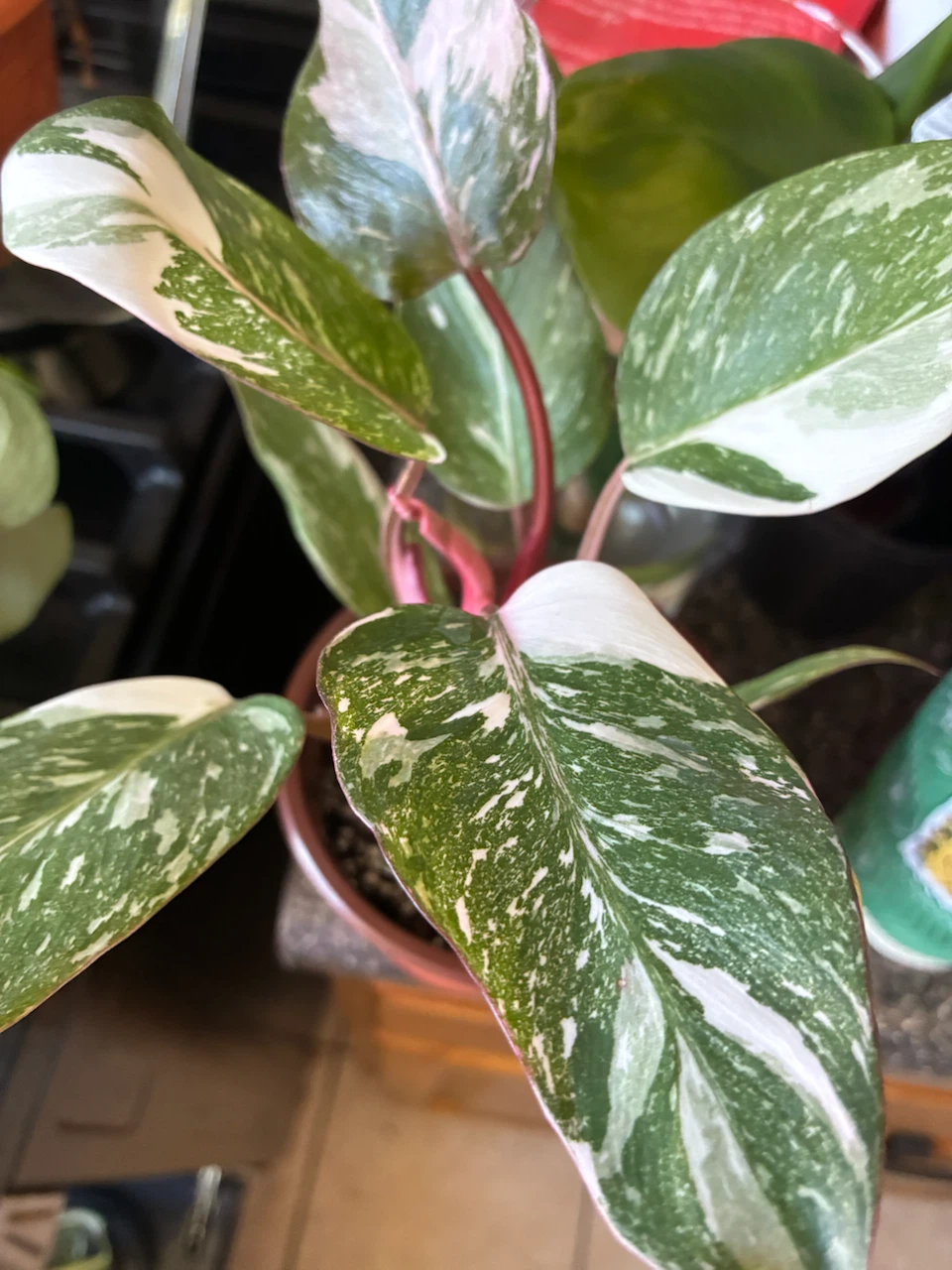 Philodendron Pink White Princess Houseplant - photo 2
