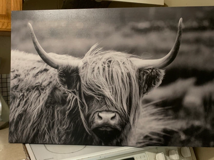 Highland Cow Canvas Wall Art