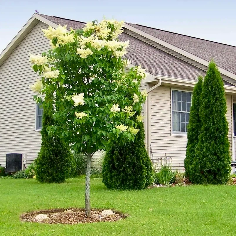 Ivory Silk Japanese Lilac Tree 7 feet tall