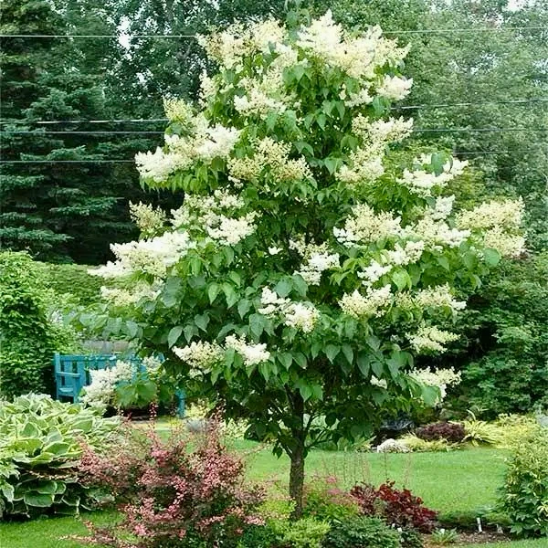Ivory Silk Japanese Lilac Tree 7 feet tall - photo 2