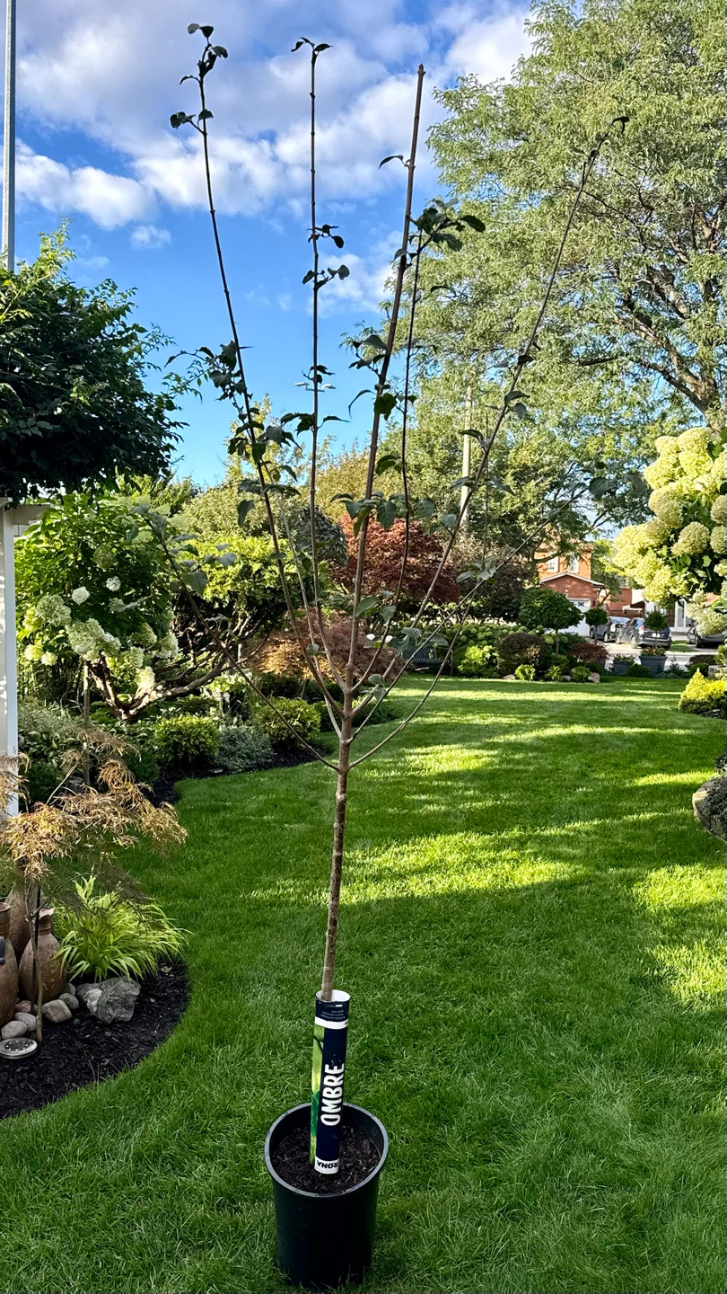 Ivory Silk Japanese Lilac Tree 7 feet tall - photo 3