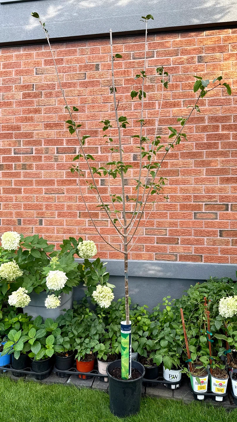 Ivory Silk Japanese Lilac Tree 7 feet tall - photo 4
