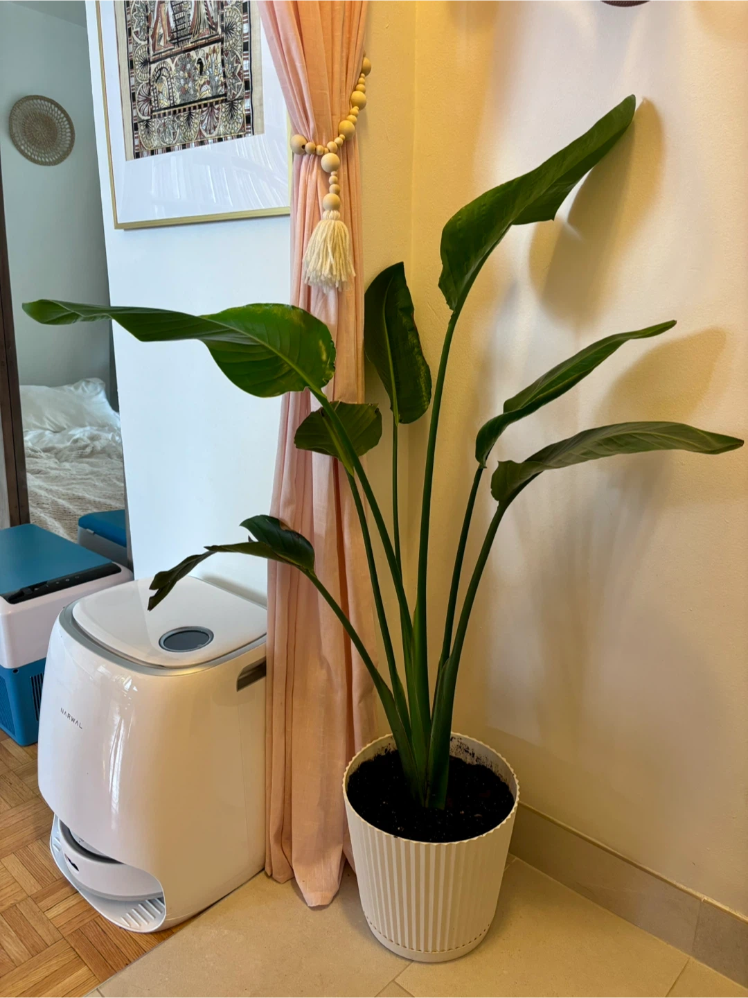MOVING - White Bird of Paradise Plant