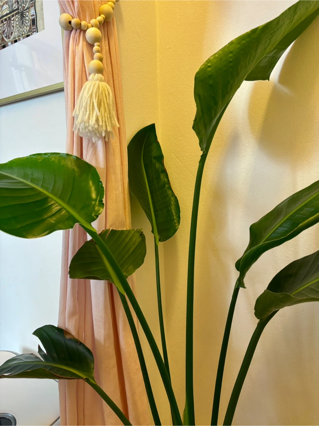 MOVING - White Bird of Paradise Plant - photo 2