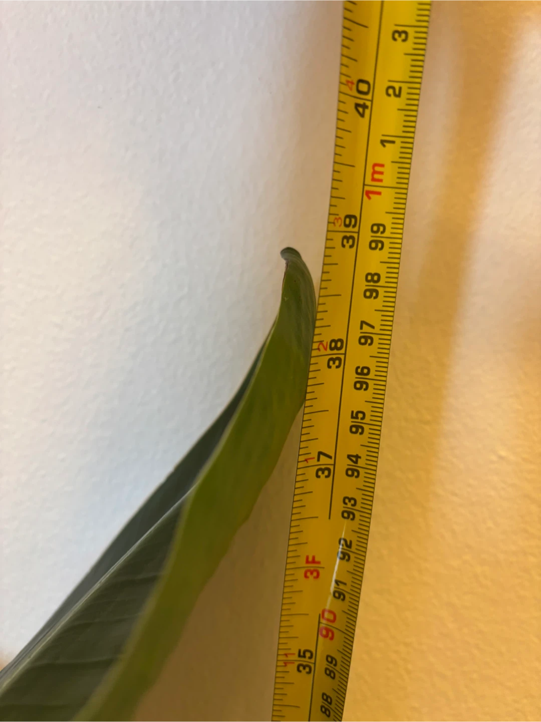 MOVING - White Bird of Paradise Plant - photo 3