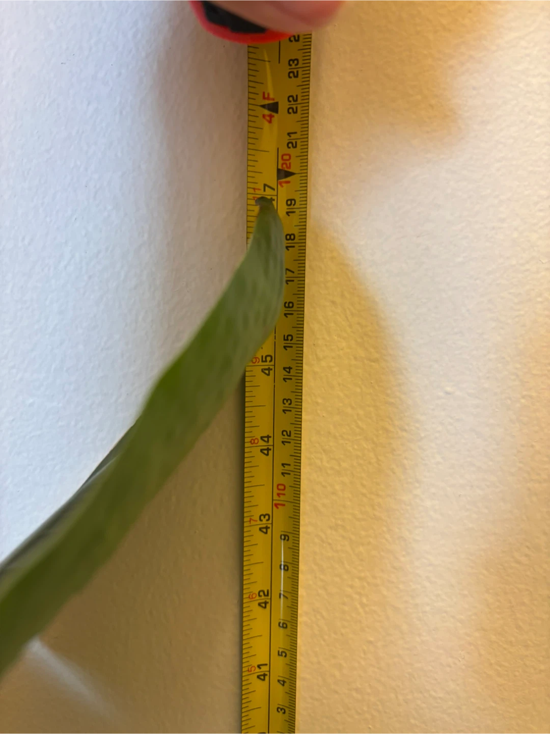 MOVING - White Bird of Paradise Plant - photo 4
