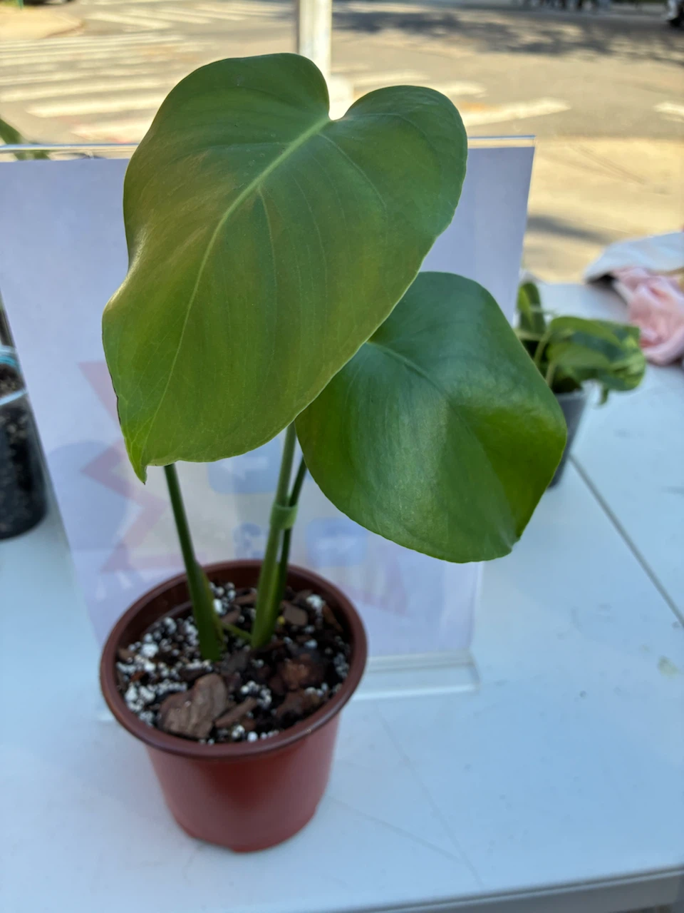 Monstera Deliciosa Plant