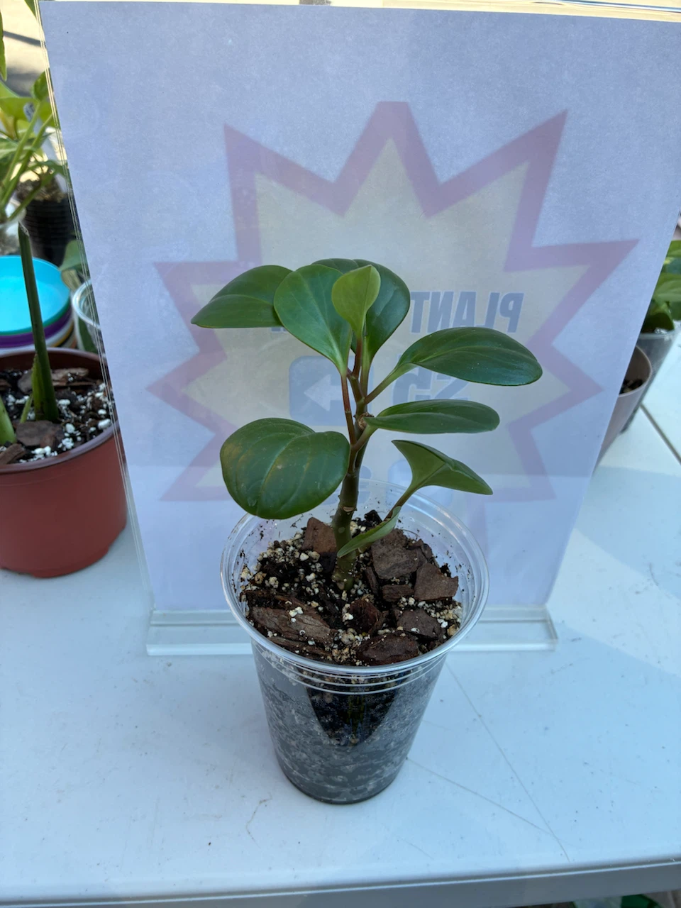 Peperomia Obtusifolia Baby Rubber Plant