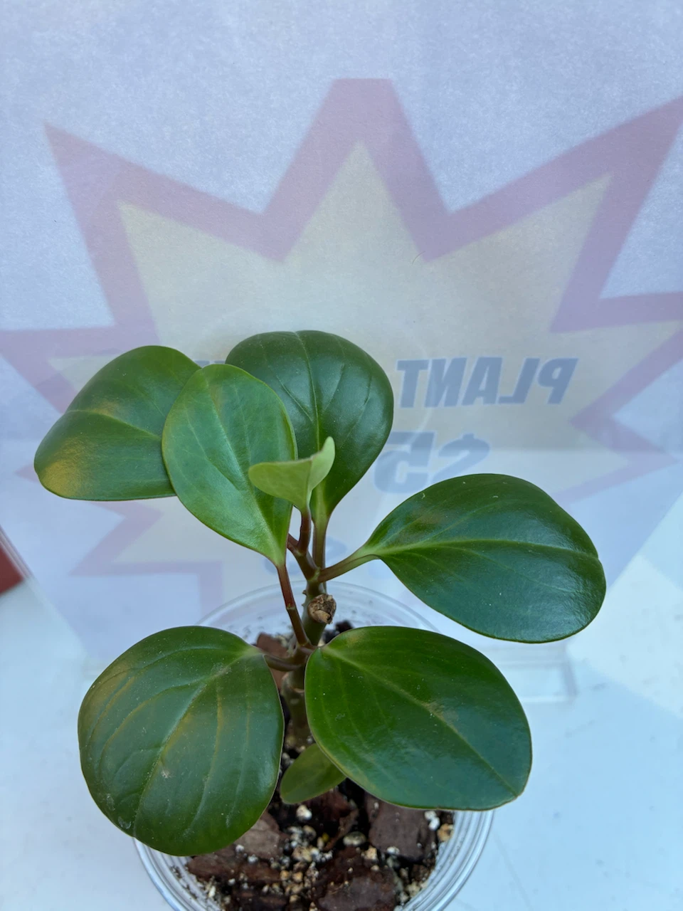 Peperomia Obtusifolia Baby Rubber Plant - photo 2
