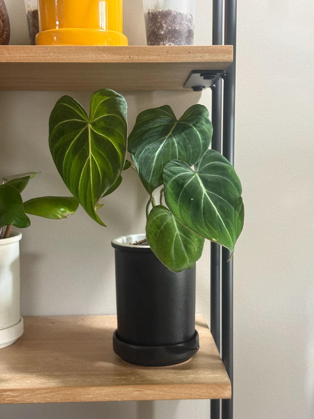 Young Philodendron gloriosum Plant