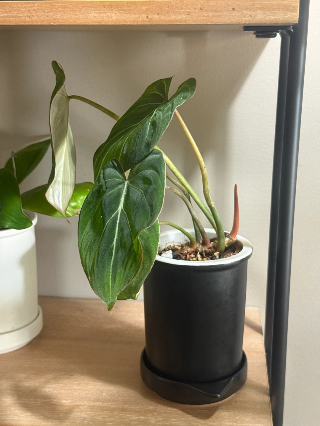 Young Philodendron gloriosum Plant - photo 2