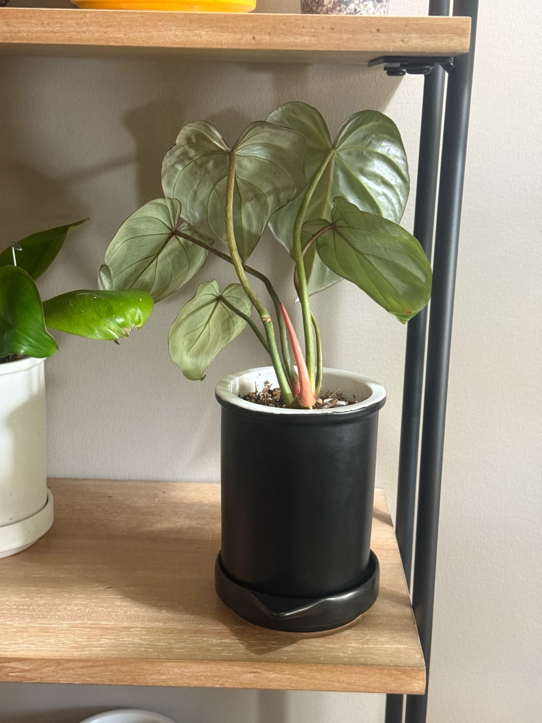 Young Philodendron gloriosum Plant - photo 3