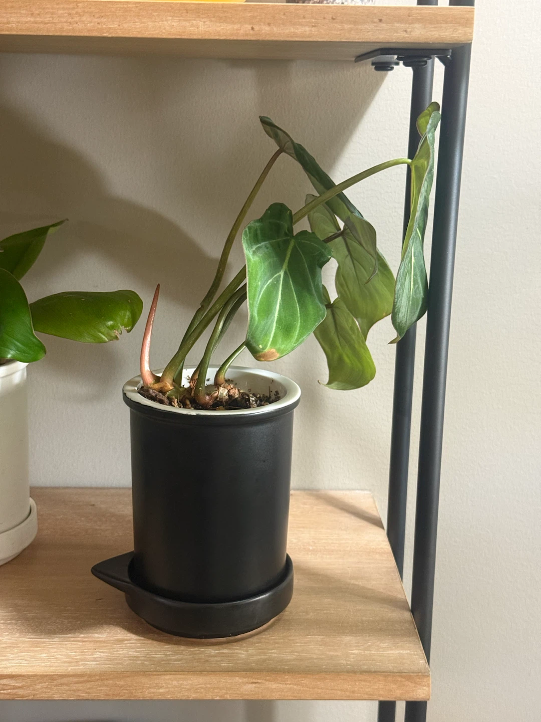 Young Philodendron gloriosum Plant - photo 4