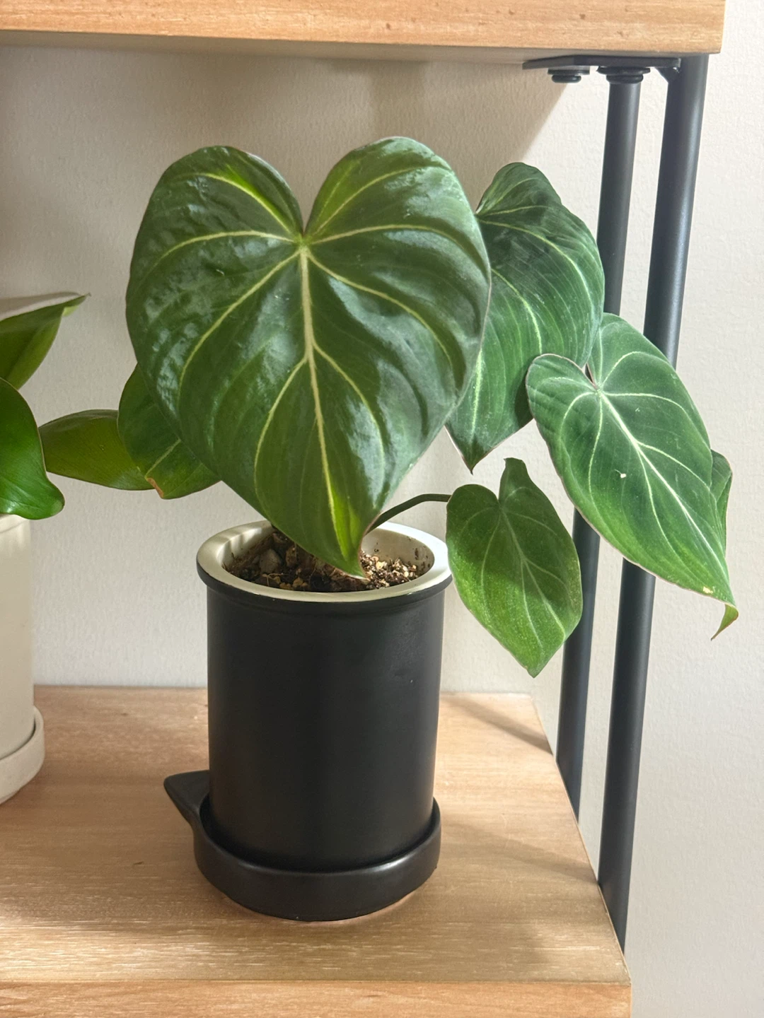 Young Philodendron gloriosum Plant - photo 5