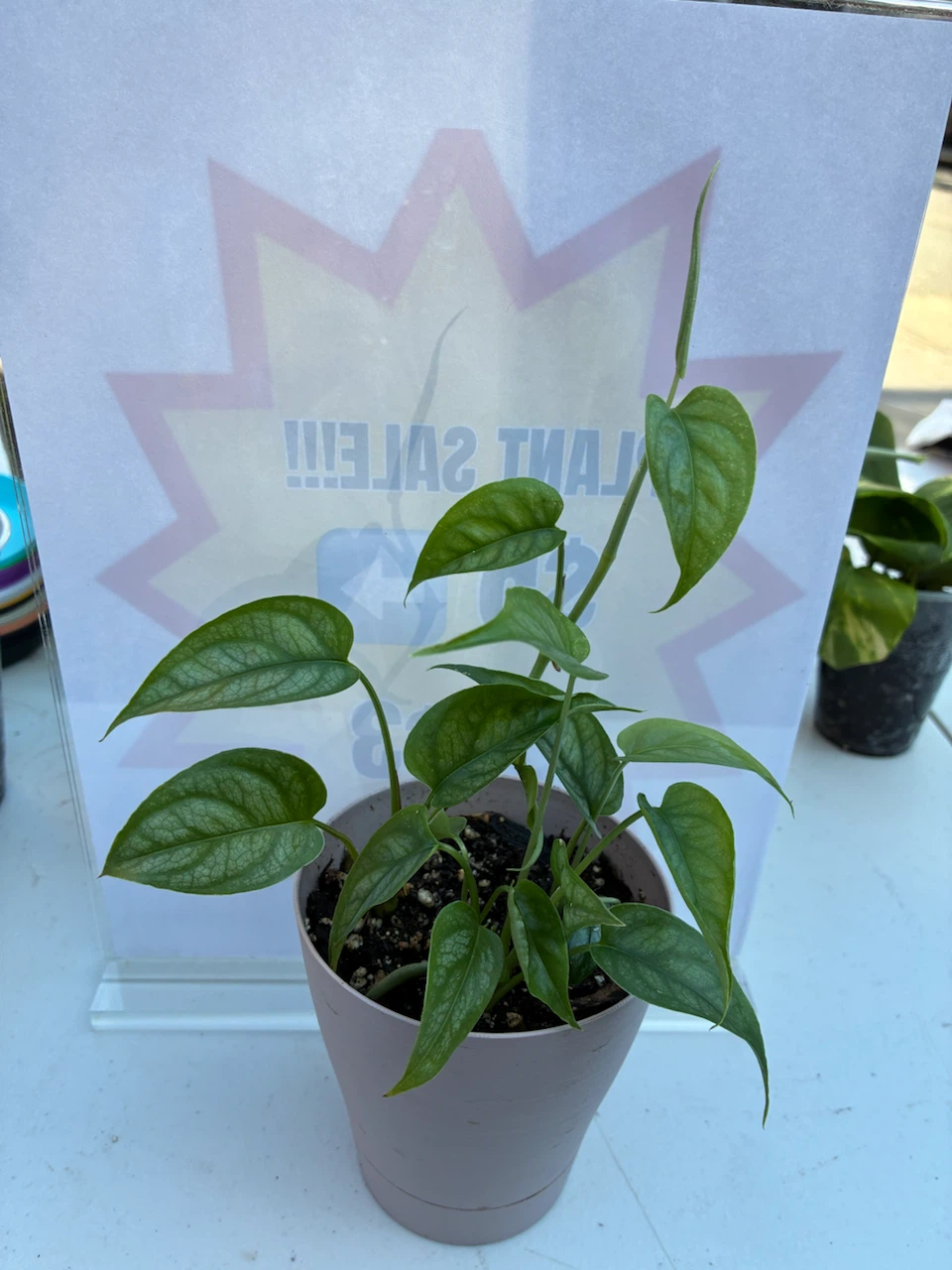 Monstera Siltepecana plant