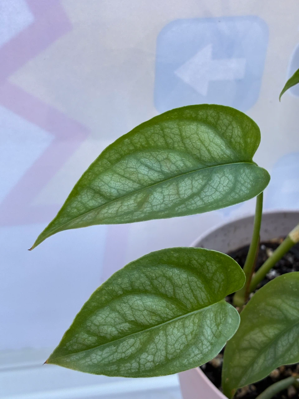 Monstera Siltepecana plant - photo 2