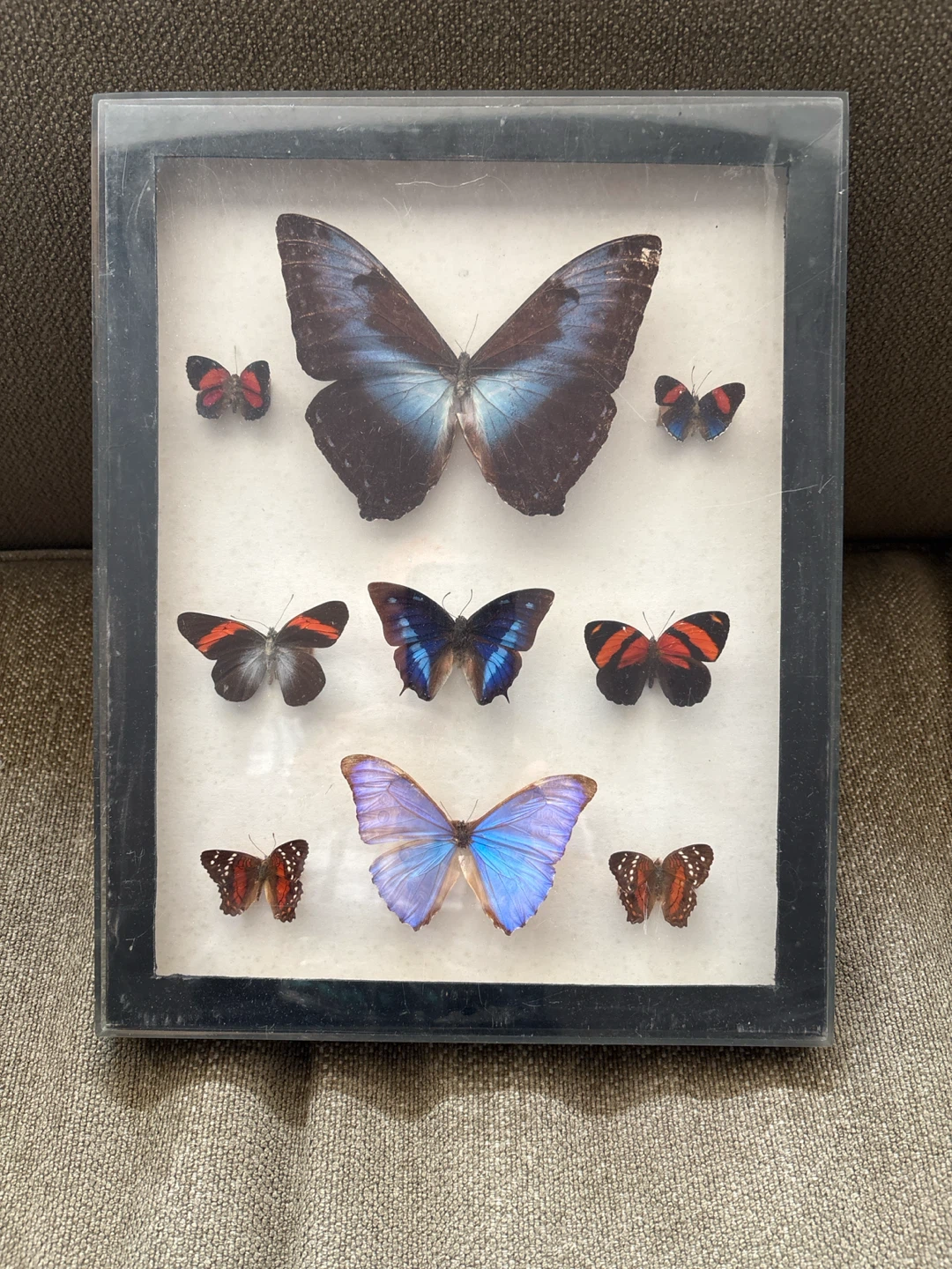 Framed Butterfly Display 10 total