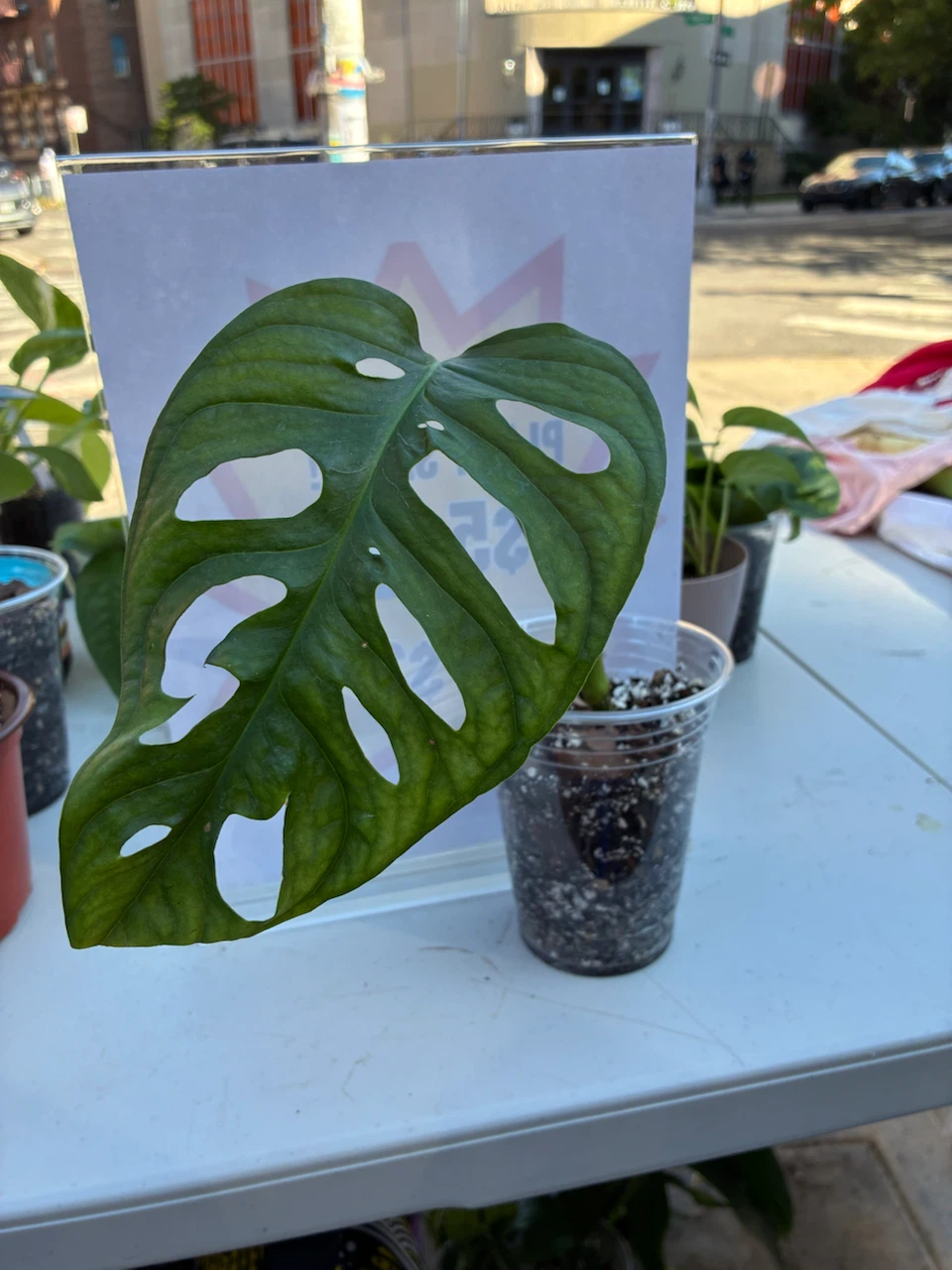 Monstera Adansonii Plant