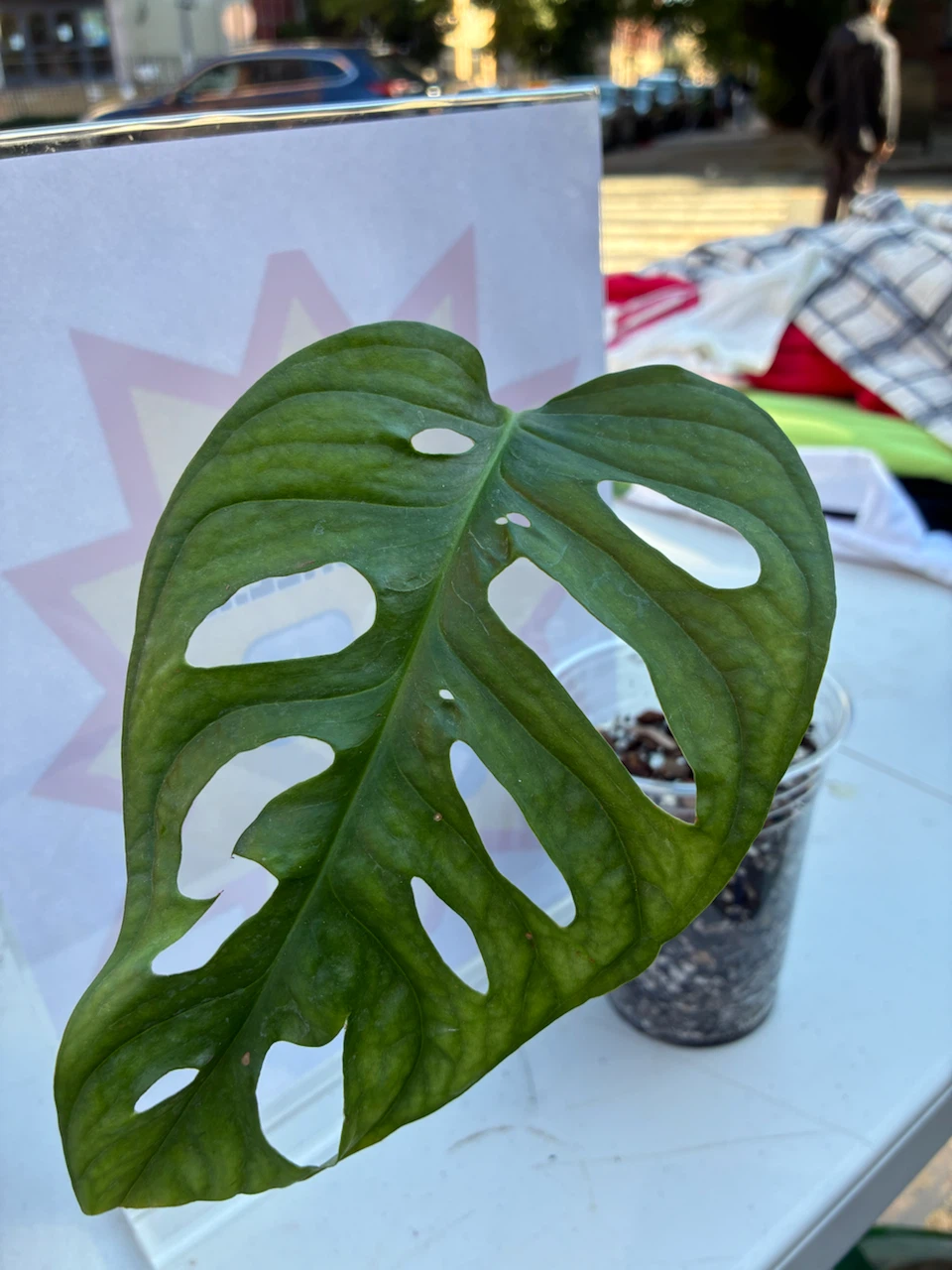 Monstera Adansonii Plant - photo 2