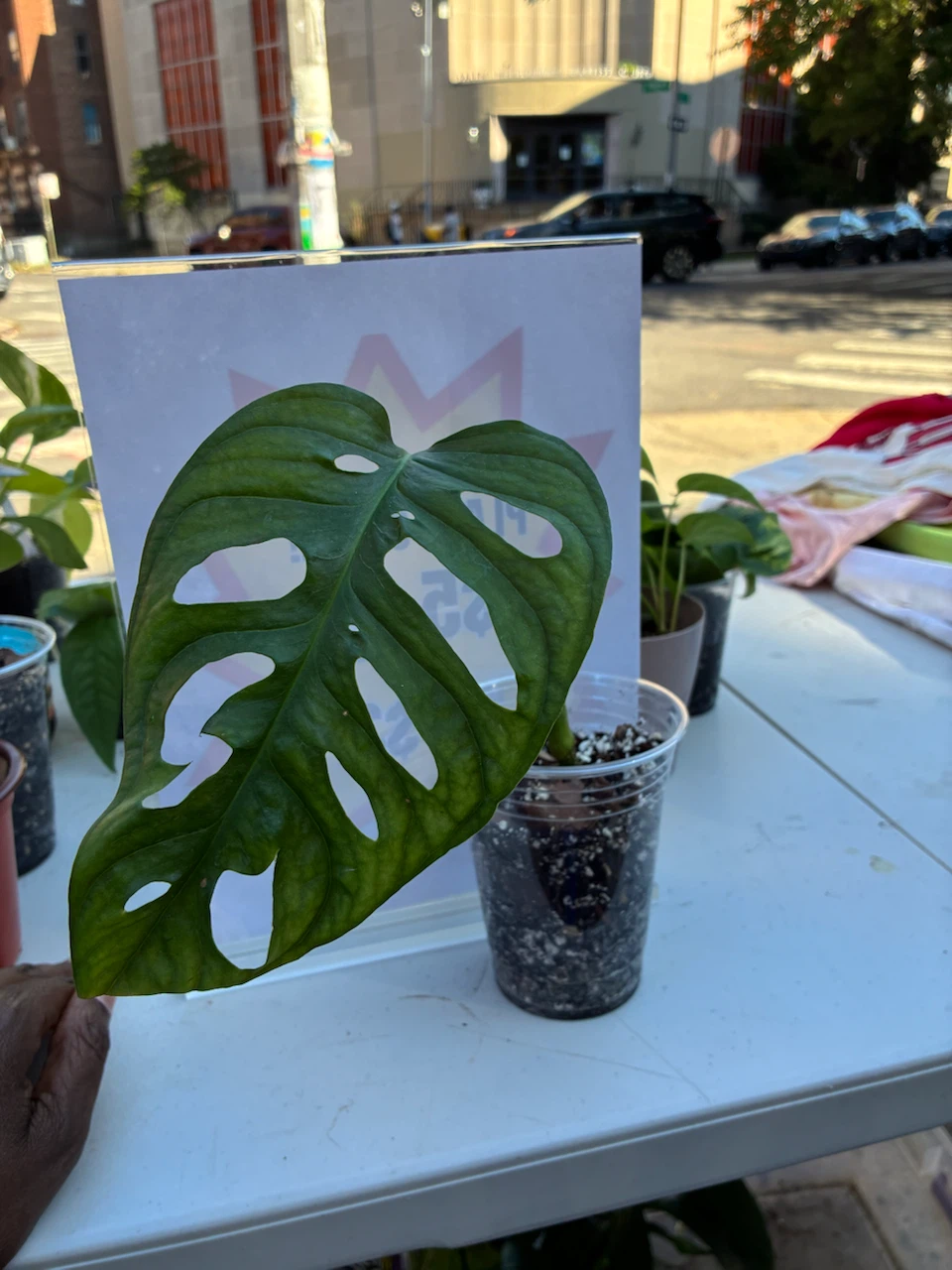 Monstera Adansonii Plant - photo 3