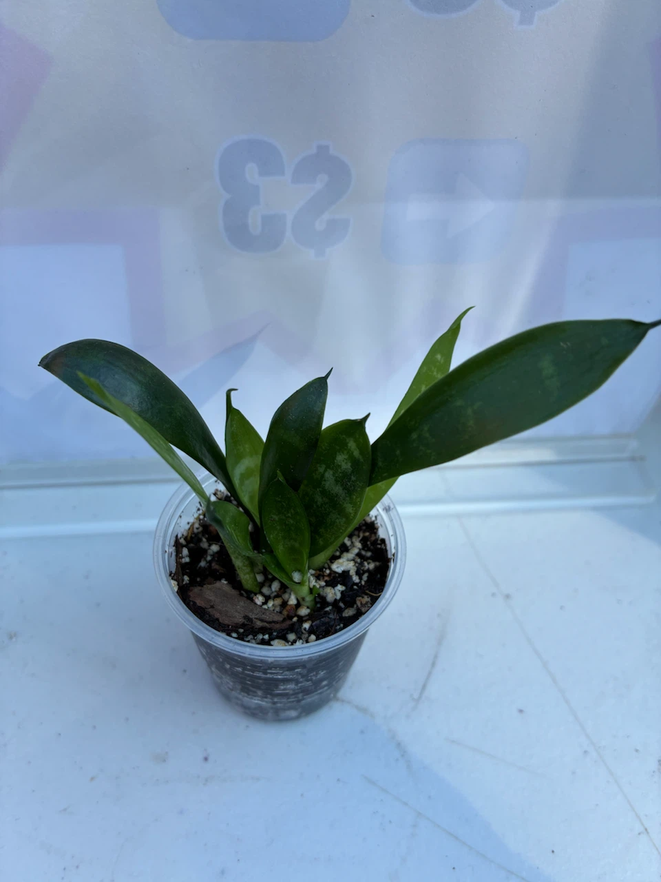Snake Plant Sansevieria