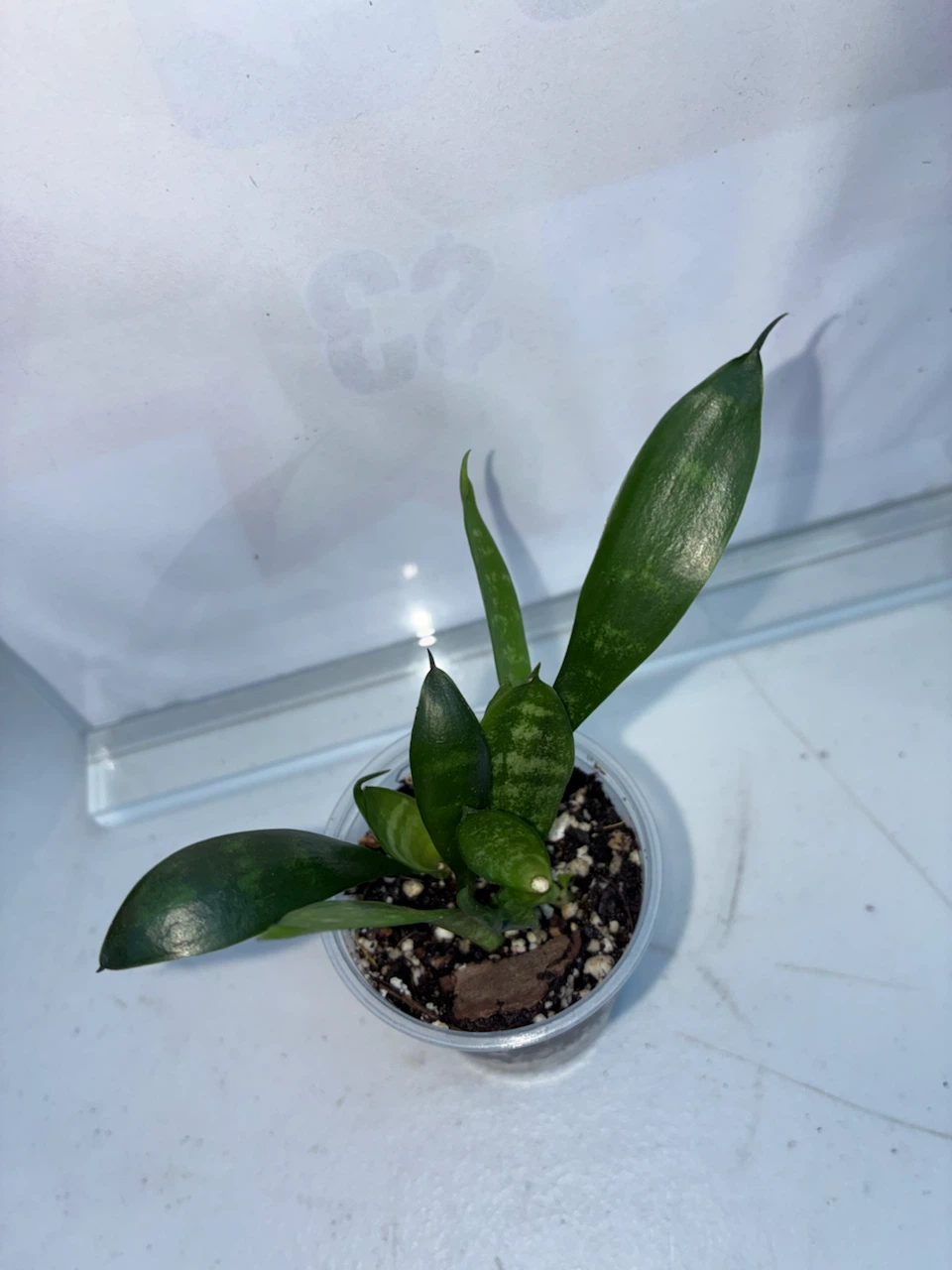 Snake Plant Sansevieria - photo 2