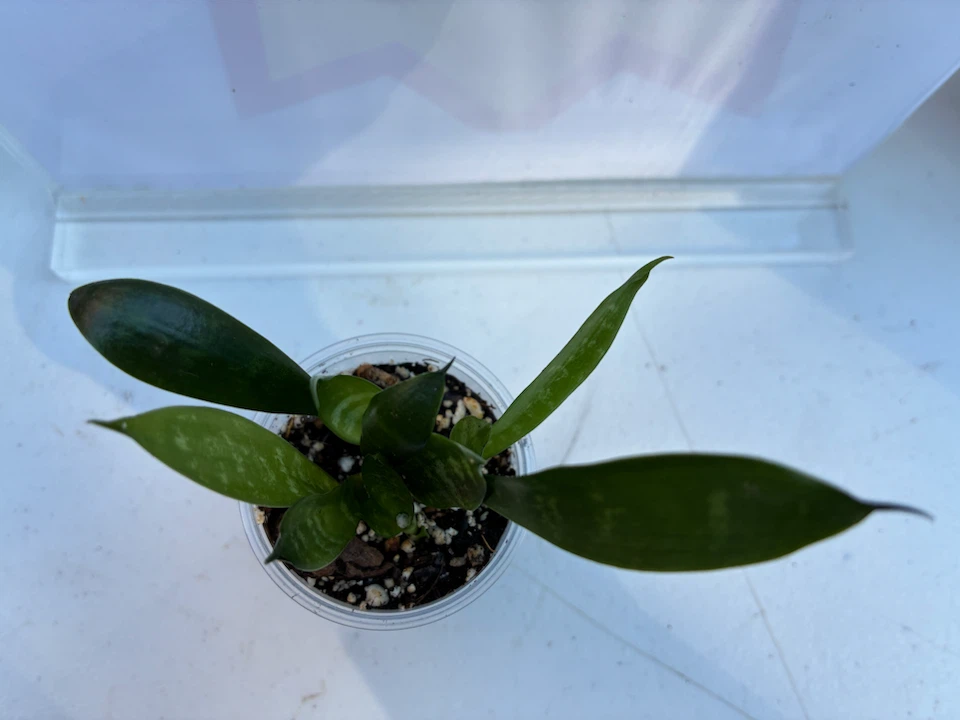 Snake Plant Sansevieria - photo 3