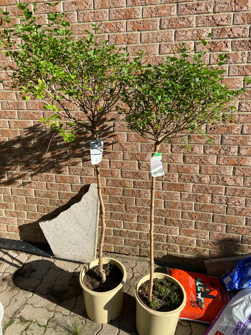 Dwarf Korean Lilac Standard Tree