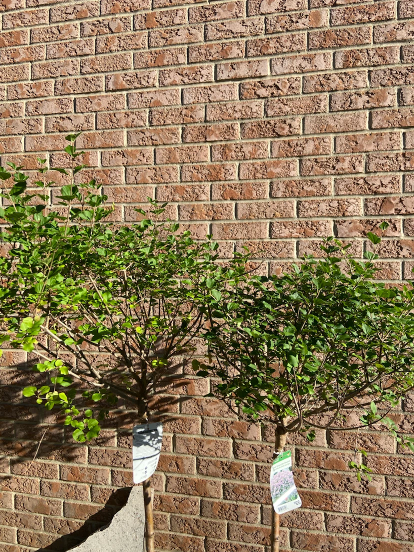 Dwarf Korean Lilac Standard Tree - photo 2