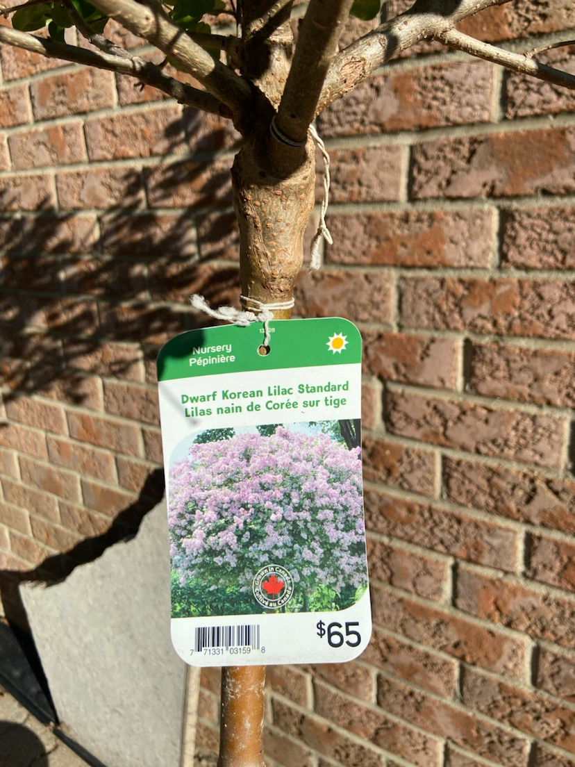 Dwarf Korean Lilac Standard Tree - photo 3
