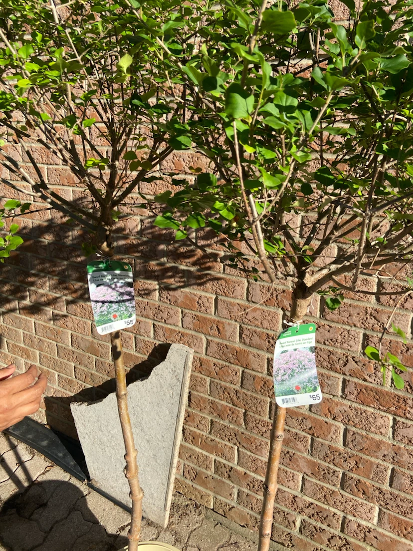 Dwarf Korean Lilac Standard Tree - photo 4