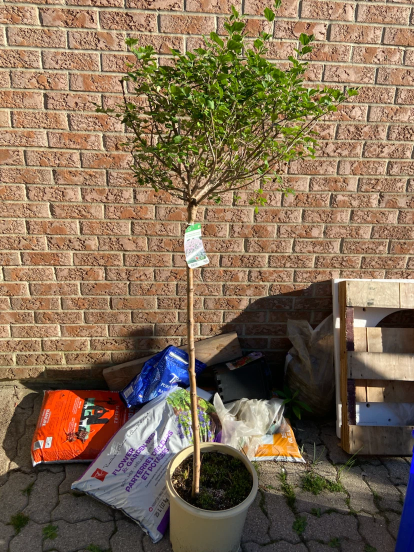 Dwarf Korean Lilac Standard Tree - photo 5