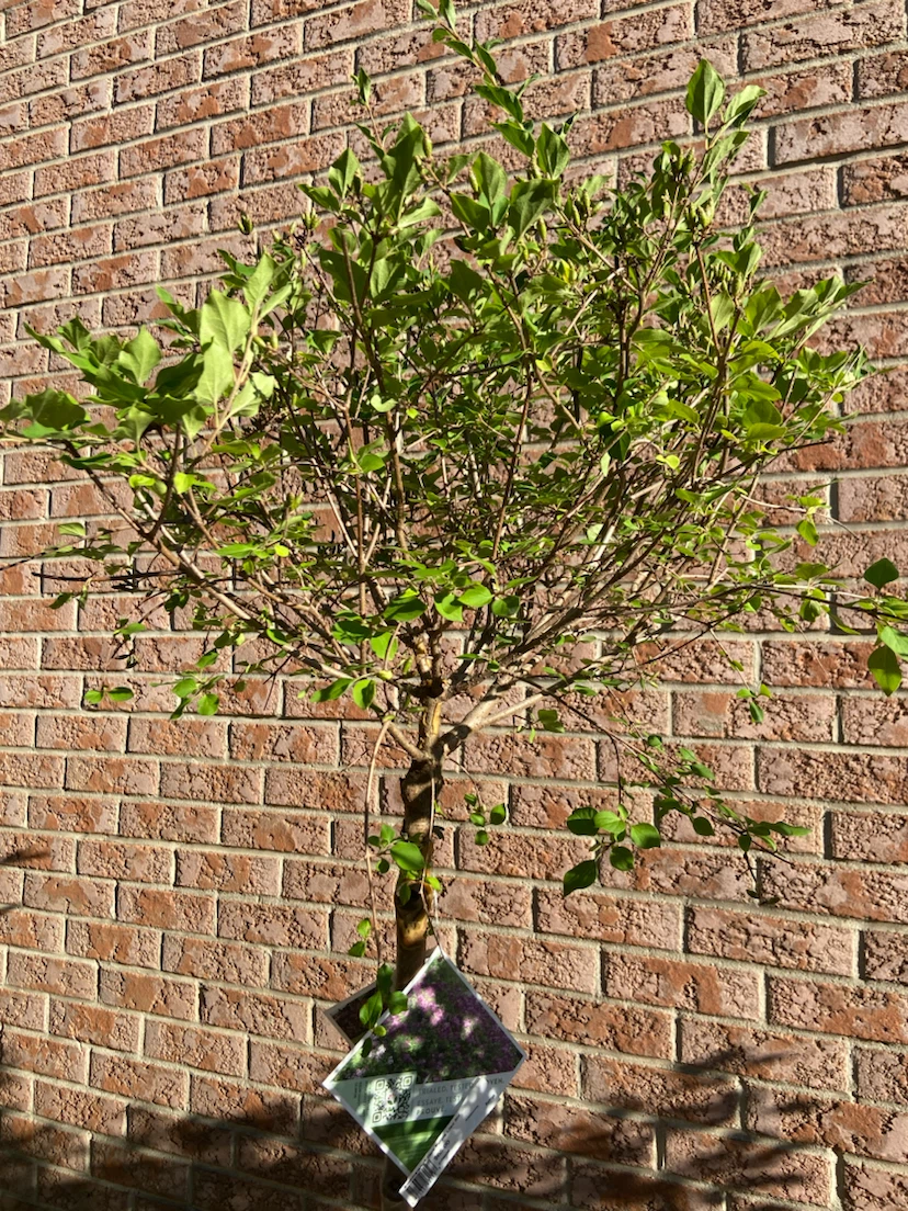 PW Ornamental Tree