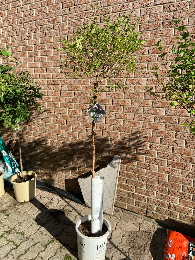 PW Ornamental Tree - photo 2