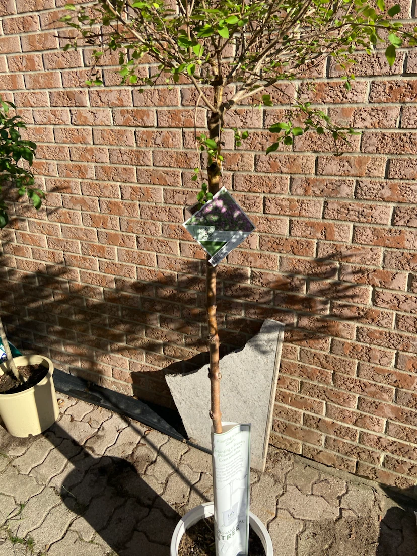 PW Ornamental Tree - photo 3