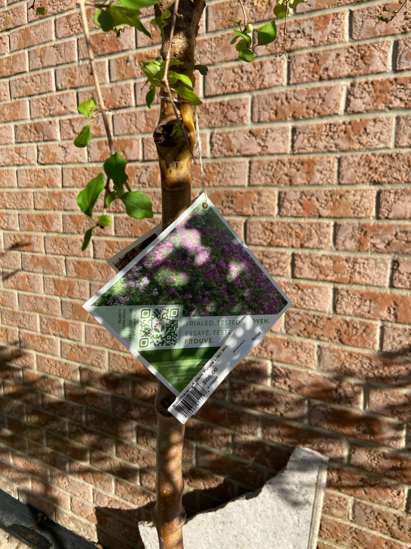 PW Ornamental Tree - photo 4