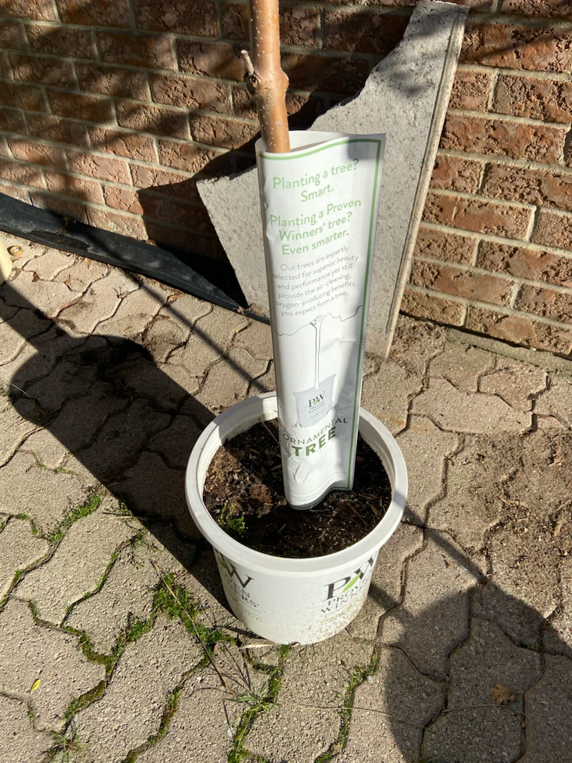 PW Ornamental Tree - photo 5