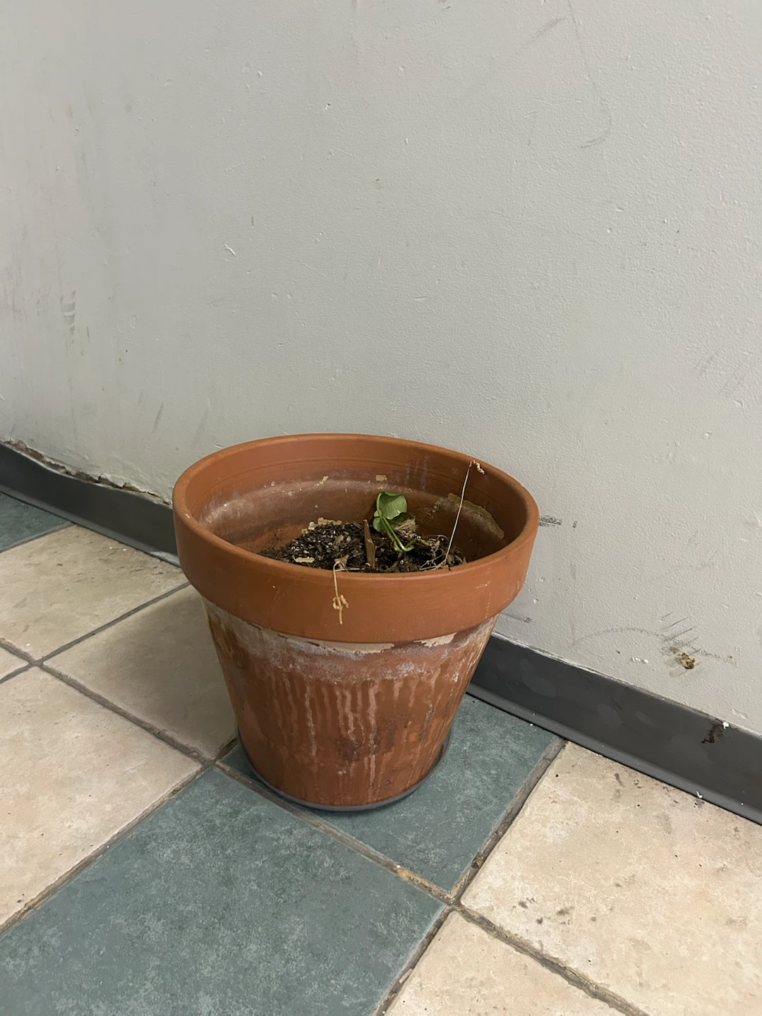 Terracotta Plant Pot
