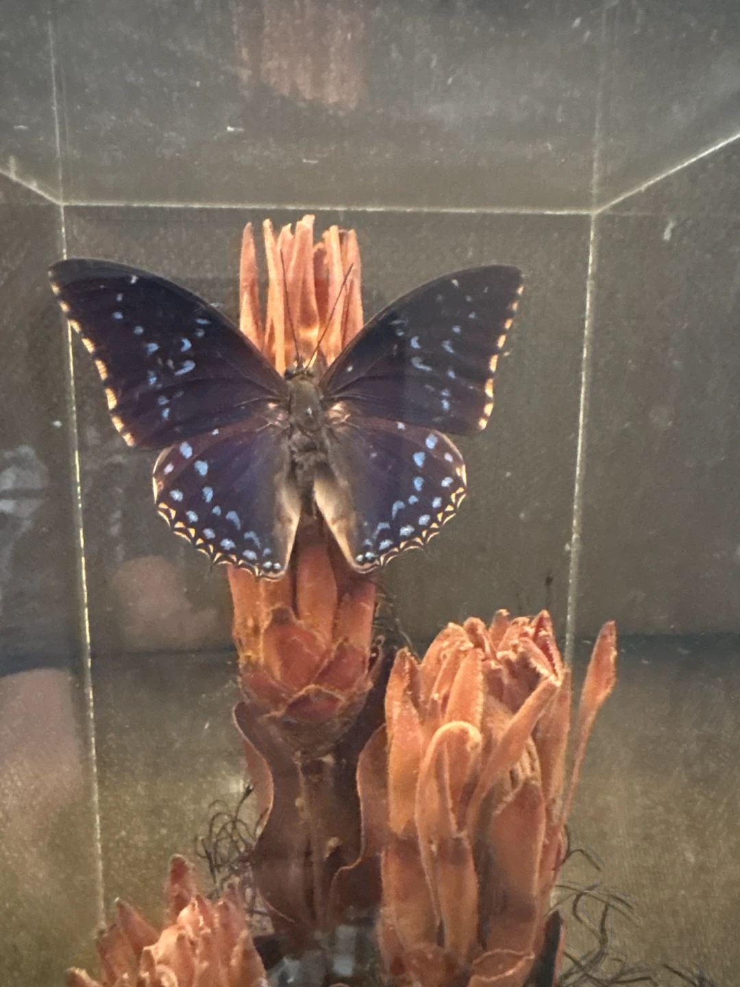 Numenius Congo Forest Butterfly Display - photo 2