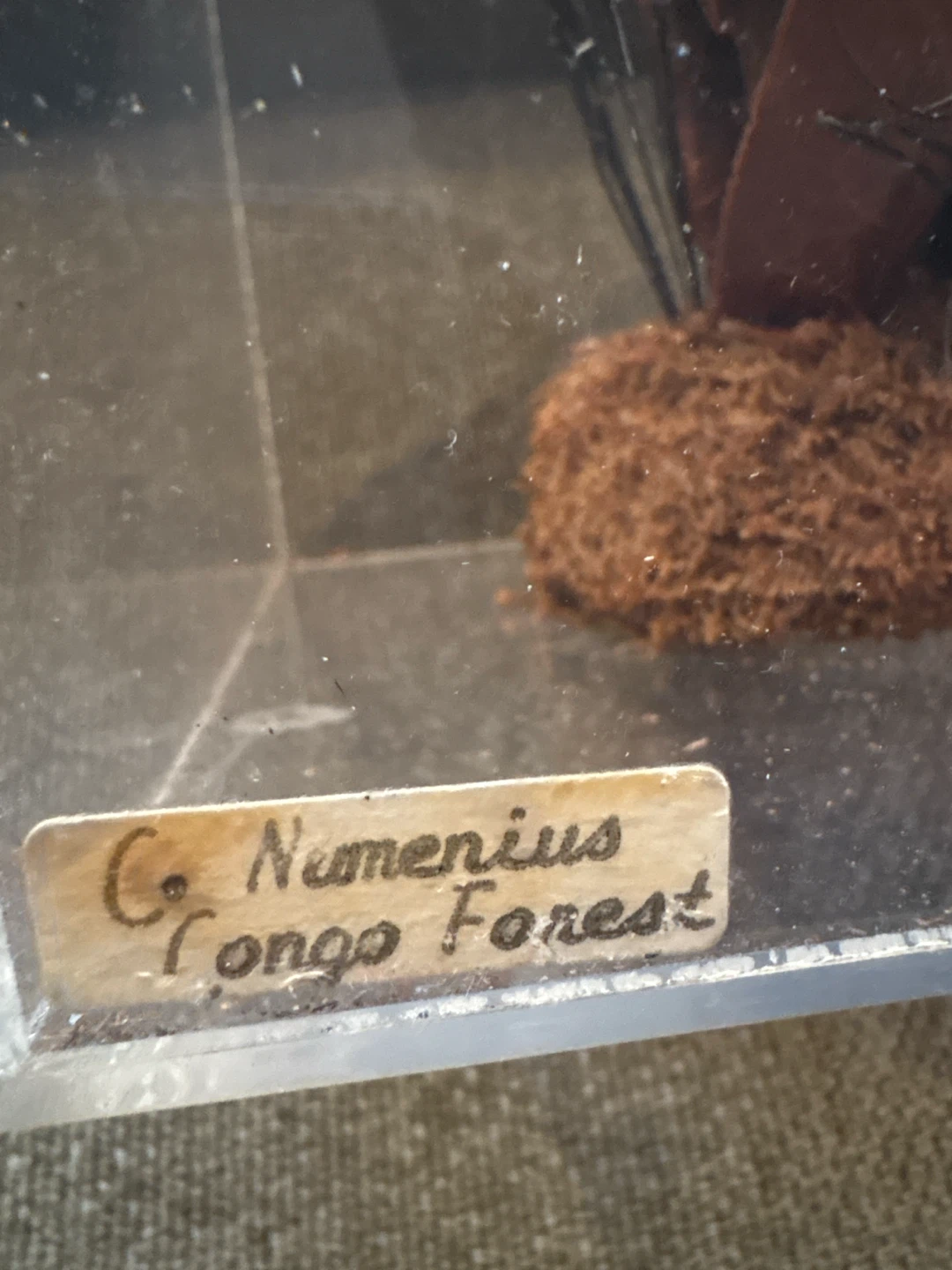 Numenius Congo Forest Butterfly Display - photo 3