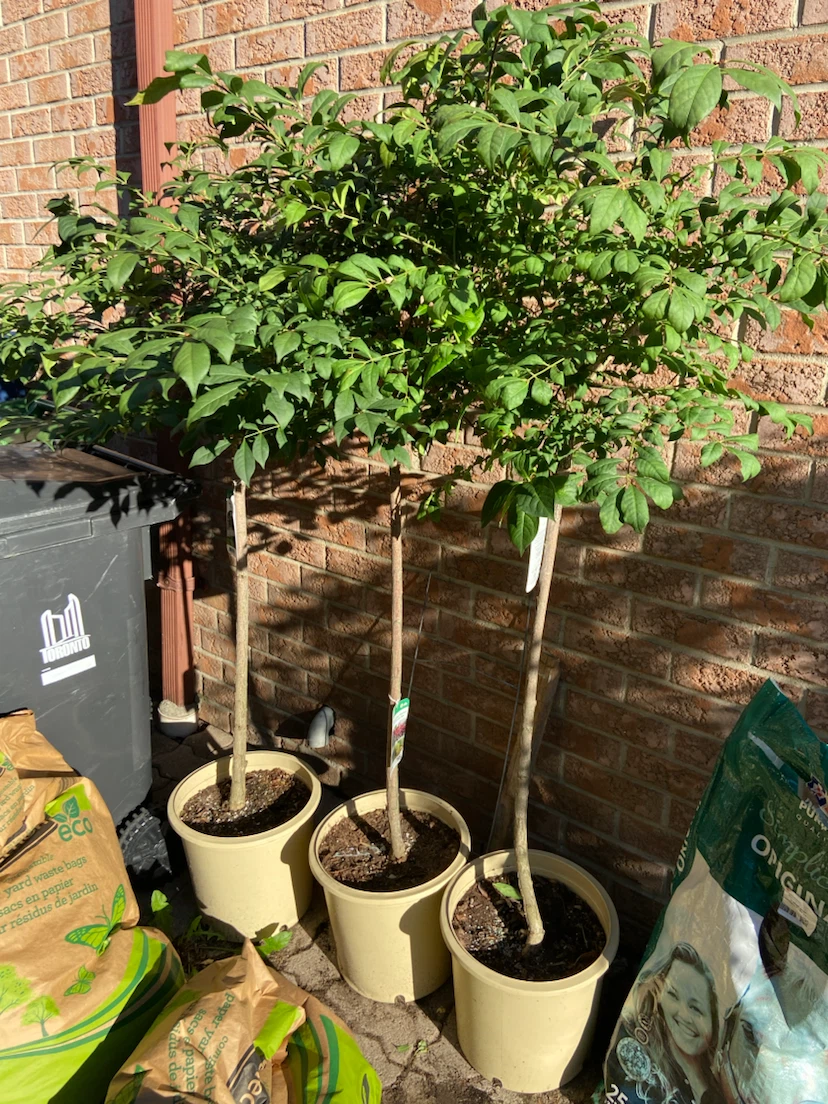 Dwarf Burning Bush Std. Tree