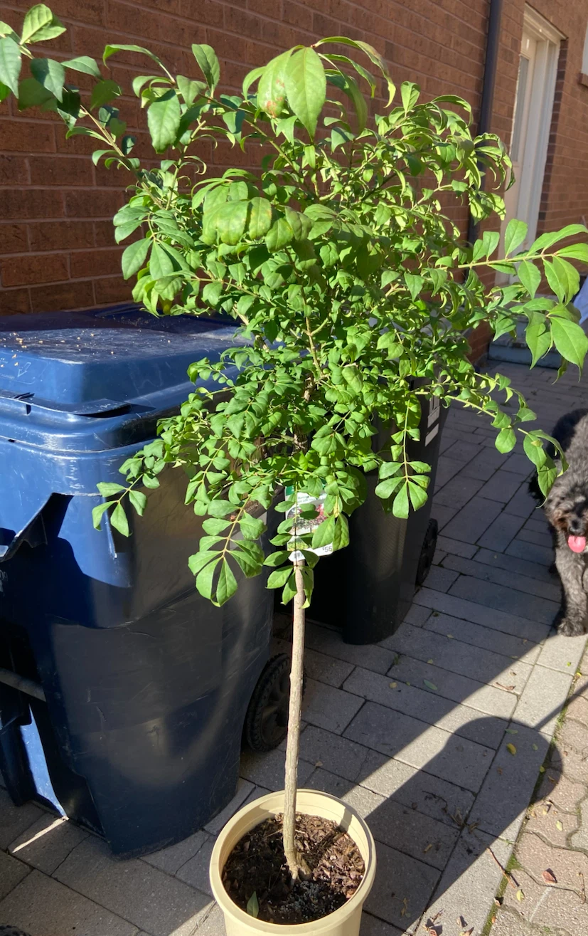 Dwarf Burning Bush Std. Tree - photo 2