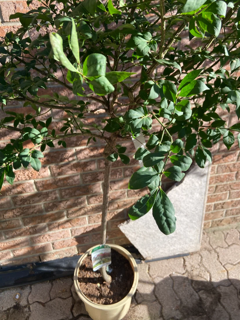 Dwarf Burning Bush Std. Tree - photo 4