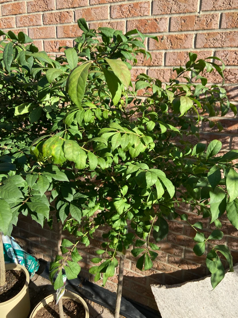 Dwarf Burning Bush Std. Tree - photo 5