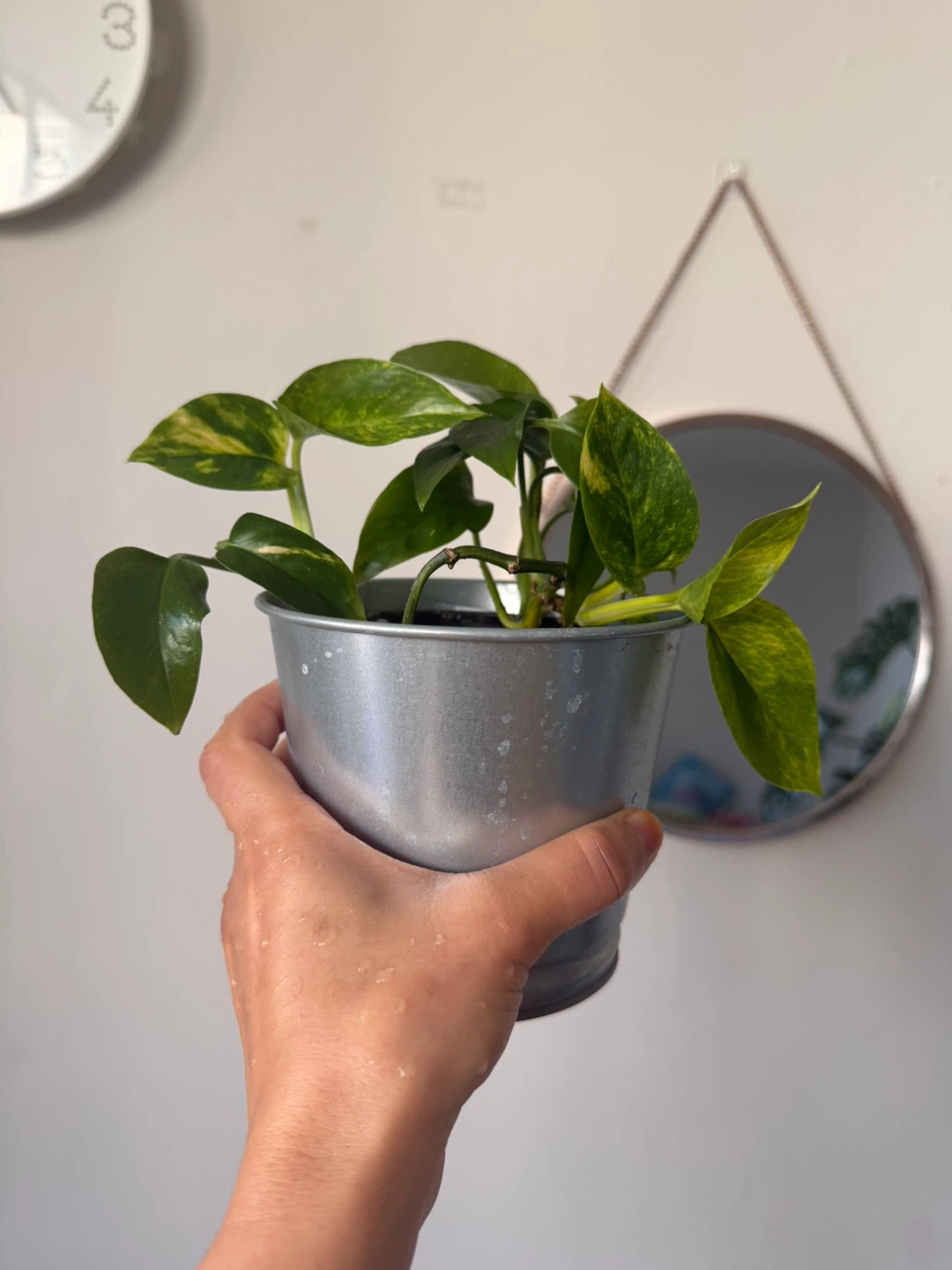 Pothos Plant